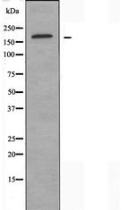 NMDAR2D Antibody in Western Blot (WB)