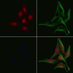 GNAL Antibody in Immunocytochemistry (ICC/IF)