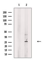 HLA-DOA Antibody in Western Blot (WB)