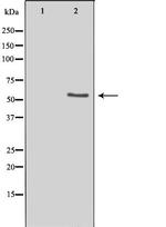 LIPI Antibody in Western Blot (WB)