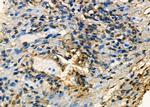 MRPS30 Antibody in Immunohistochemistry (Paraffin) (IHC (P))