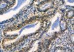 MRPS30 Antibody in Immunohistochemistry (Paraffin) (IHC (P))