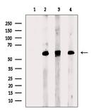 MRPS30 Antibody in Western Blot (WB)