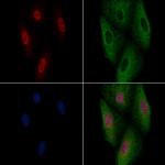 MDFI Antibody in Immunocytochemistry (ICC/IF)