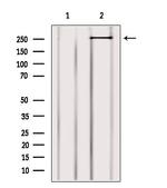 MYO9B Antibody in Western Blot (WB)