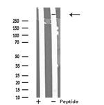 MYO9B Antibody in Western Blot (WB)