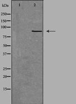 NOX5 Antibody in Western Blot (WB)