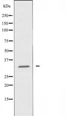 SARNP Antibody in Western Blot (WB)