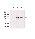 NOC2L Antibody in Western Blot (WB)