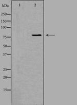 OGFR Antibody in Western Blot (WB)