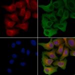 SLC6A15 Antibody in Immunocytochemistry (ICC/IF)