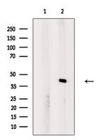 PEX7 Antibody in Western Blot (WB)