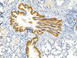 Protein C Inhibitor Antibody in Immunohistochemistry (Paraffin) (IHC (P))