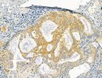 Protein C Inhibitor Antibody in Immunohistochemistry (Paraffin) (IHC (P))