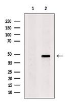 KCNK12 Antibody in Western Blot (WB)