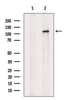 KCNH1 Antibody in Western Blot (WB)