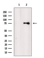 KCNQ4 Antibody in Western Blot (WB)