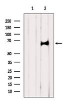 CDC40 Antibody in Western Blot (WB)