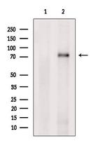 PRPF39 Antibody in Western Blot (WB)