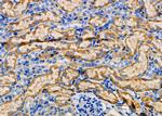 NDRG4 Antibody in Immunohistochemistry (Paraffin) (IHC (P))