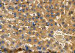 NDRG4 Antibody in Immunohistochemistry (Paraffin) (IHC (P))