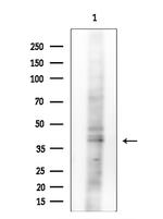 NDRG4 Antibody in Western Blot (WB)