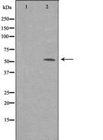 PPP1R16B Antibody in Western Blot (WB)