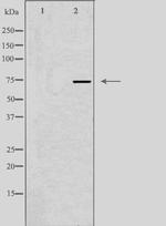 SSH3 Antibody in Western Blot (WB)