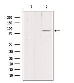 PDXDC1 Antibody in Western Blot (WB)