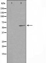 RAPGEF5 Antibody in Western Blot (WB)