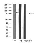 RIN1 Antibody in Western Blot (WB)