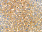 RAP2C Antibody in Immunohistochemistry (Paraffin) (IHC (P))