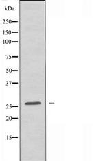 RAP2C Antibody in Western Blot (WB)