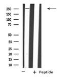 PTPRZ Antibody in Western Blot (WB)