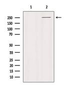 PTPRZ Antibody in Western Blot (WB)