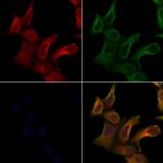 ARHGEF10 Antibody in Immunocytochemistry (ICC/IF)