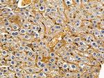 ARHGEF11 Antibody in Immunohistochemistry (Paraffin) (IHC (P))