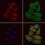 SCFD1 Antibody in Immunocytochemistry (ICC/IF)