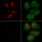 NEK7 Antibody in Immunocytochemistry (ICC/IF)