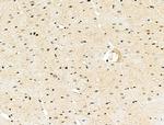 NEK7 Antibody in Immunohistochemistry (Paraffin) (IHC (P))