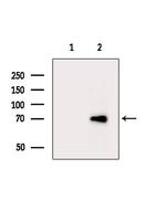 PPP2R5D Antibody in Western Blot (WB)