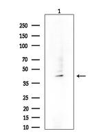 SERPINB7 Antibody in Western Blot (WB)