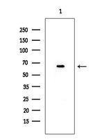 SESN1 Antibody in Western Blot (WB)