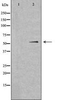 SHB Antibody in Western Blot (WB)