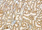 SLC24A3 Antibody in Immunohistochemistry (Paraffin) (IHC (P))