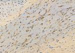 SLC24A3 Antibody in Immunohistochemistry (Paraffin) (IHC (P))