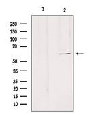 SLC24A3 Antibody in Western Blot (WB)