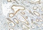 ATP1A2 Antibody in Immunohistochemistry (Paraffin) (IHC (P))