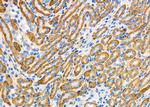 ATP1A2 Antibody in Immunohistochemistry (Paraffin) (IHC (P))