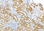 SLC5A6 Antibody in Immunohistochemistry (Paraffin) (IHC (P))